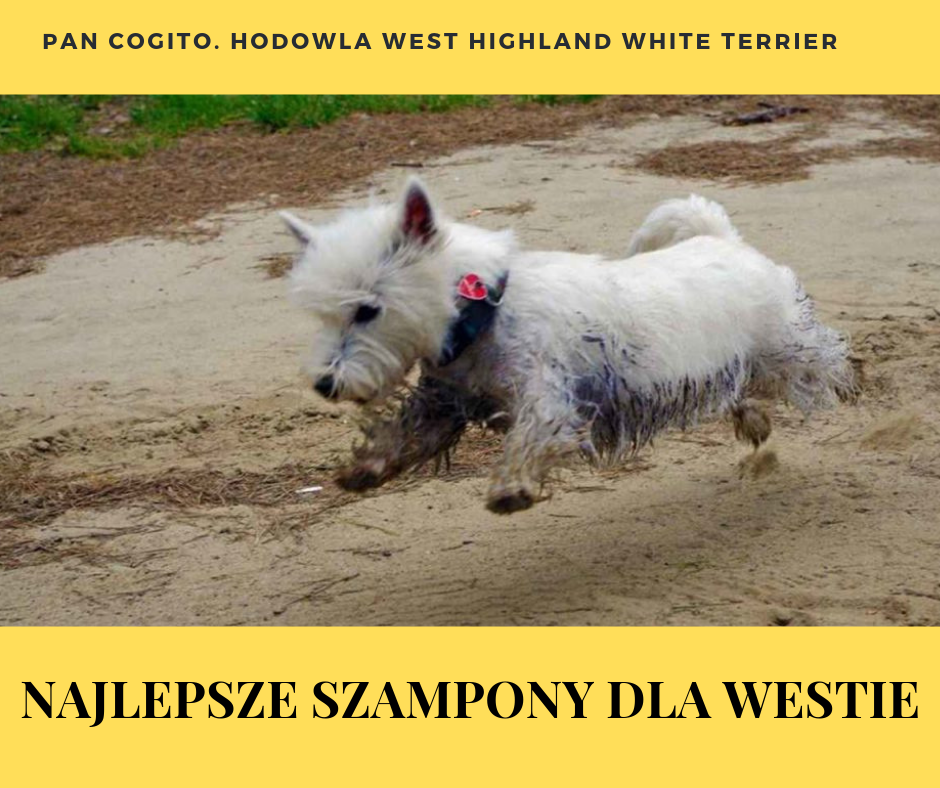 szampon dla white terriera