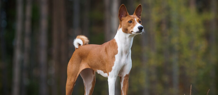 jaki szampon dla basenji