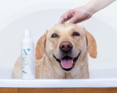 szampon antybakteryjny dla psa vet expert