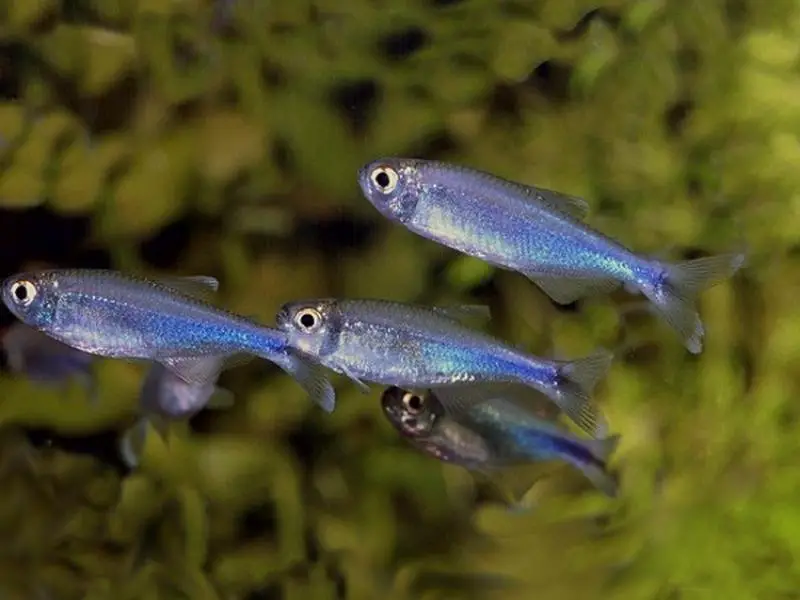 fphu bobas pieluchy tetra