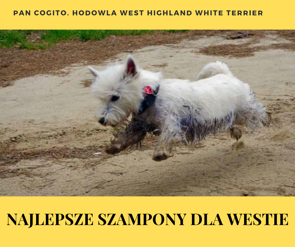 szampon dla west highland white terrier alliexpres
