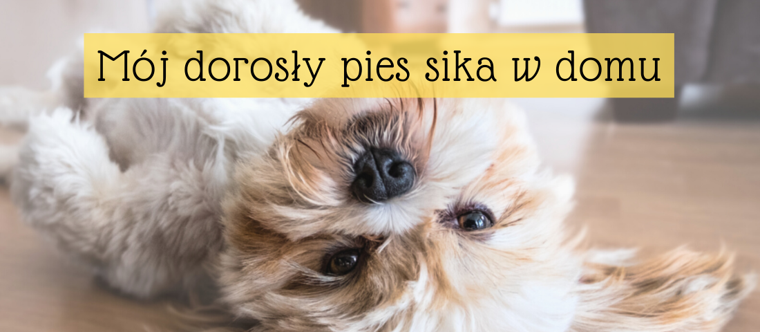 pies sika w domu pieluchy opinie