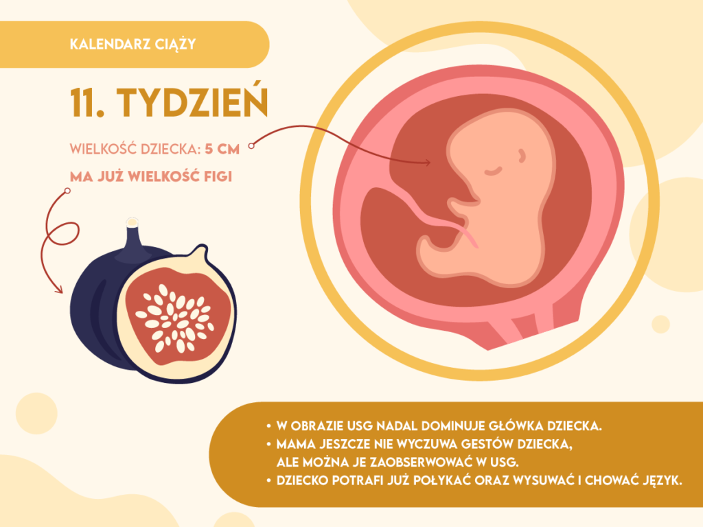 11 tydzień ciązy pampers