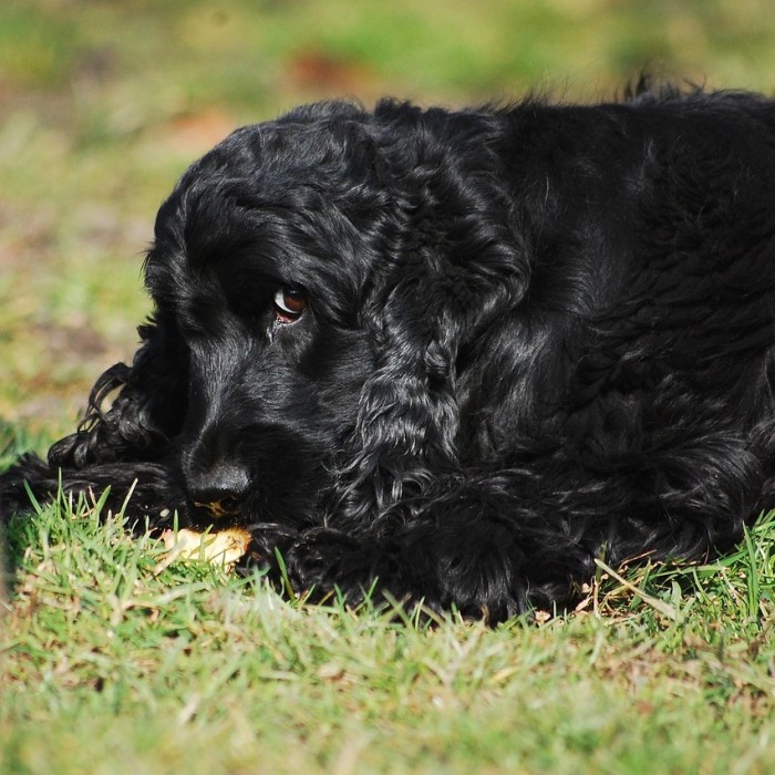 amiwet szampon cocker spaniel