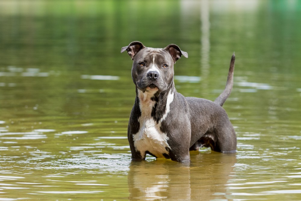 amstaff jaki szampon