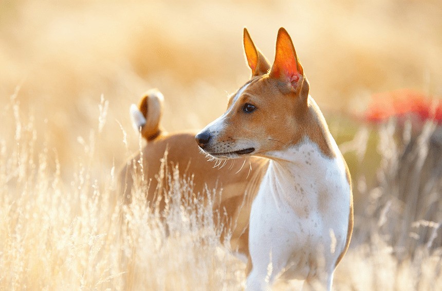 szampon dla basenji