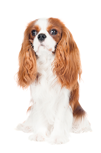 szampon dla cavalier king charles spaniel jaki polecacie