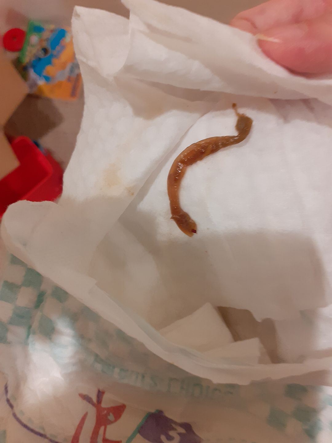 pinworm larvae in pampers