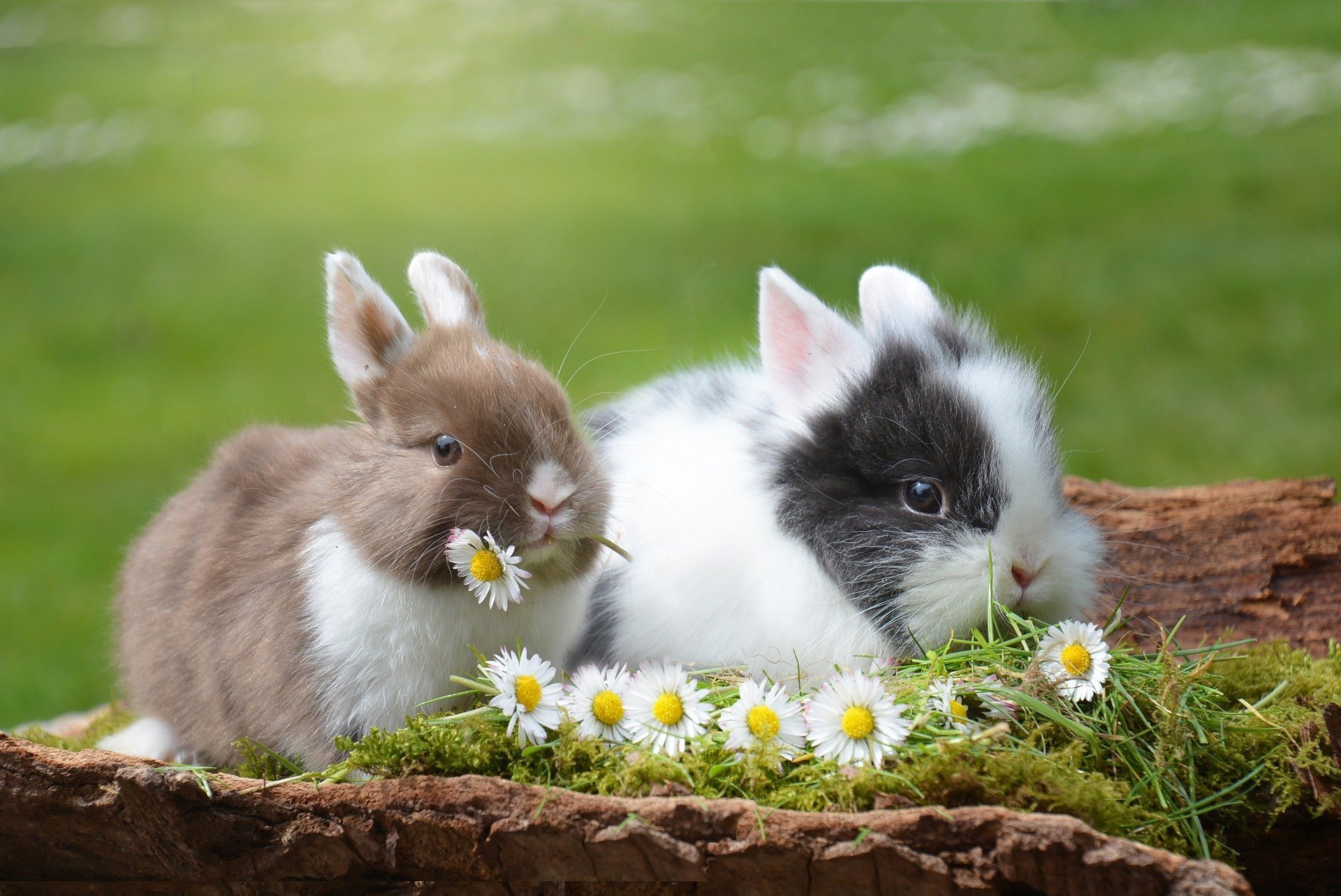 Rabbit and friends