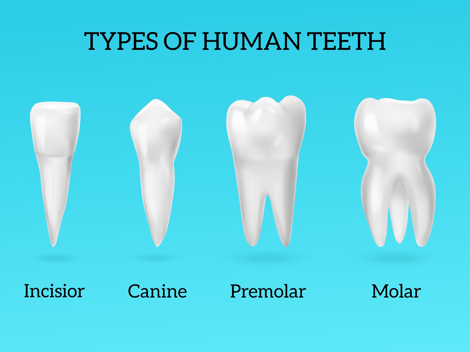 Teeth